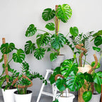 Support Modulable en Fibre de Coco pour Tiges de Plantes Grimpantes – Fil de Fer OFFERT