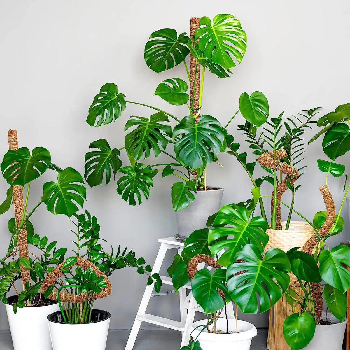 Support Modulable en Fibre de Coco pour Tiges de Plantes Grimpantes – Fil de Fer OFFERT