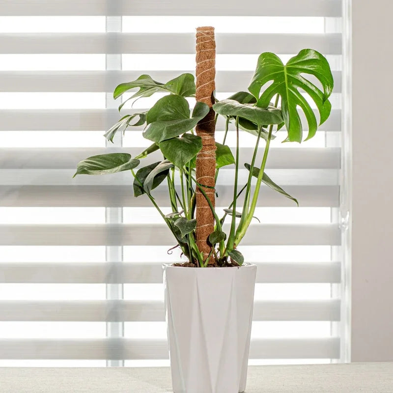 Support Modulable en Fibre de Coco pour Tiges de Plantes Grimpantes – Fil de Fer OFFERT
