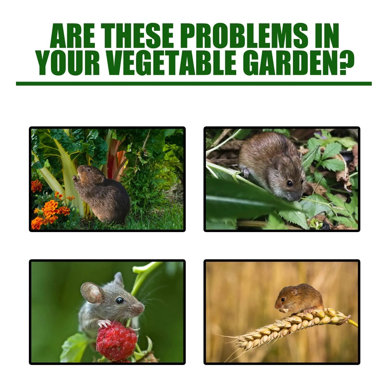 Pack de 20 répulsif souris et rats ULTRA efficace